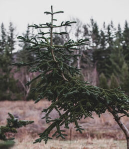 tree-branch-growth